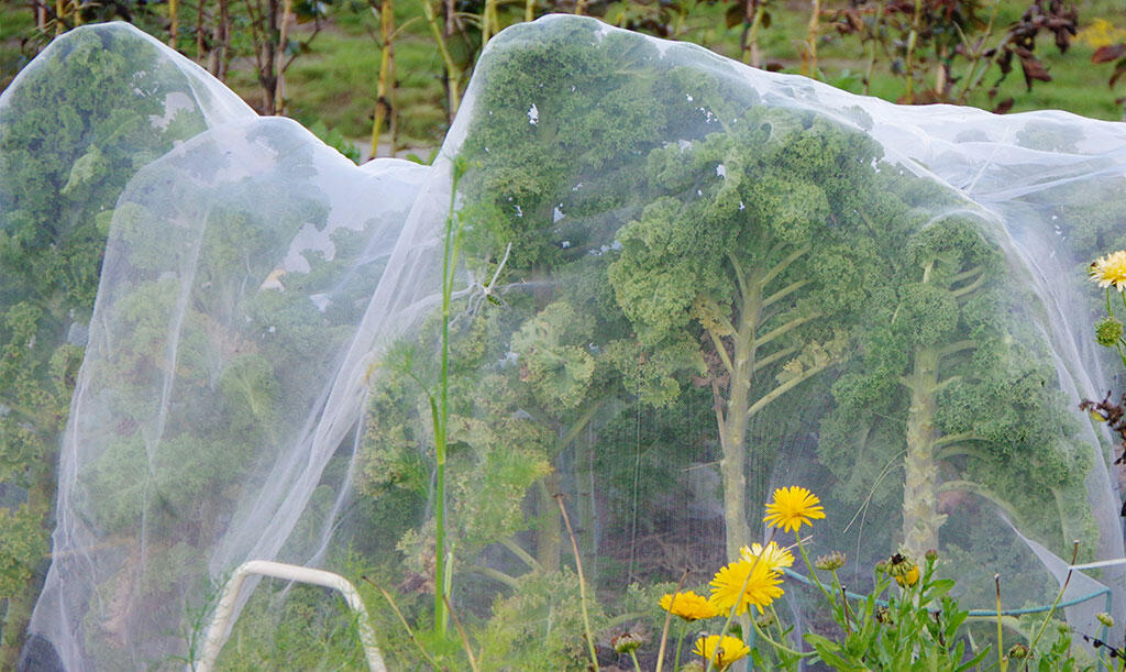 Nelson_Garden_Do I need to cover my cabbage plants_Image3.jpg