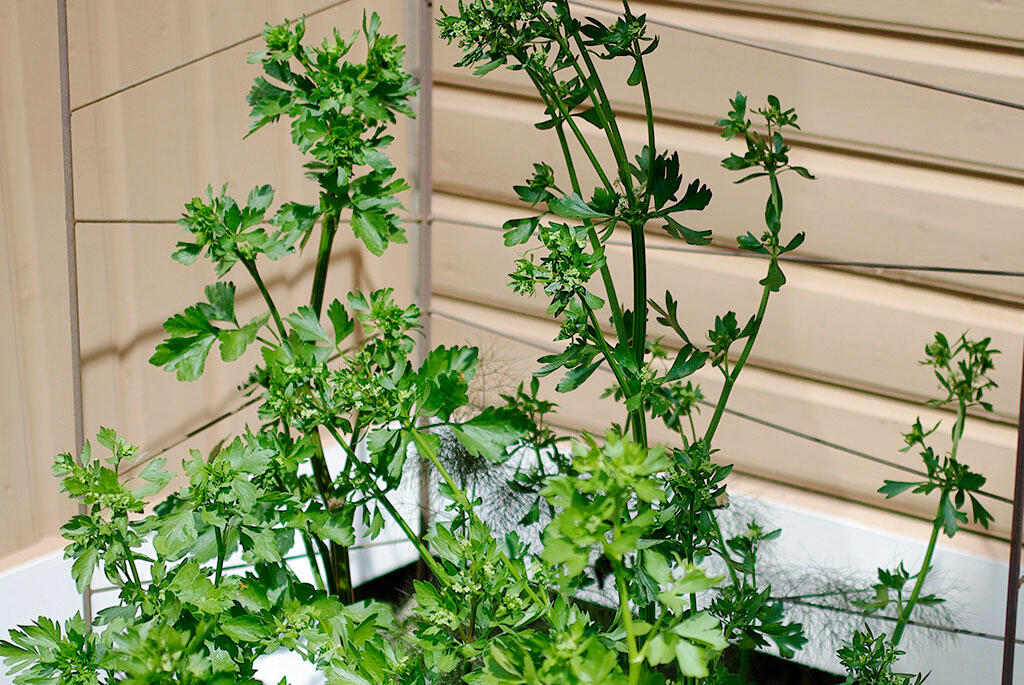 Bladselleri i pallkrage vid en husvägg