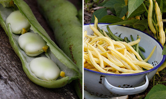 Nelson_Garden_Tips for Growing Beans_Image1.jpg